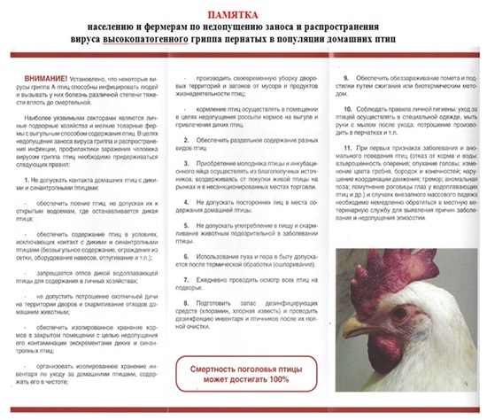ptichii gripp 2